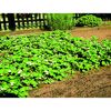 Erdbeerpflanzen mit weißen Blüten im Beet