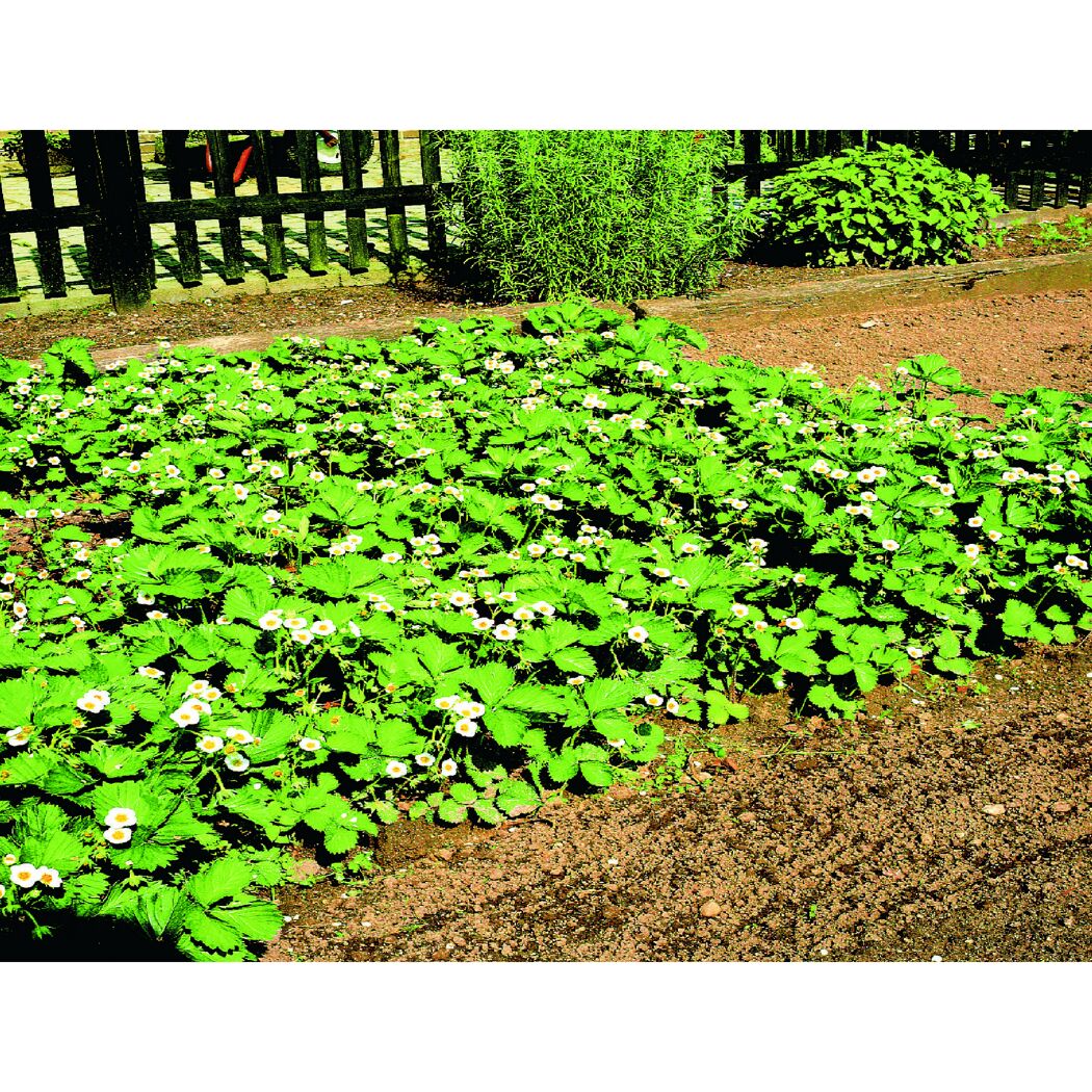 Erdbeerpflanzen mit weißen Blüten im Beet