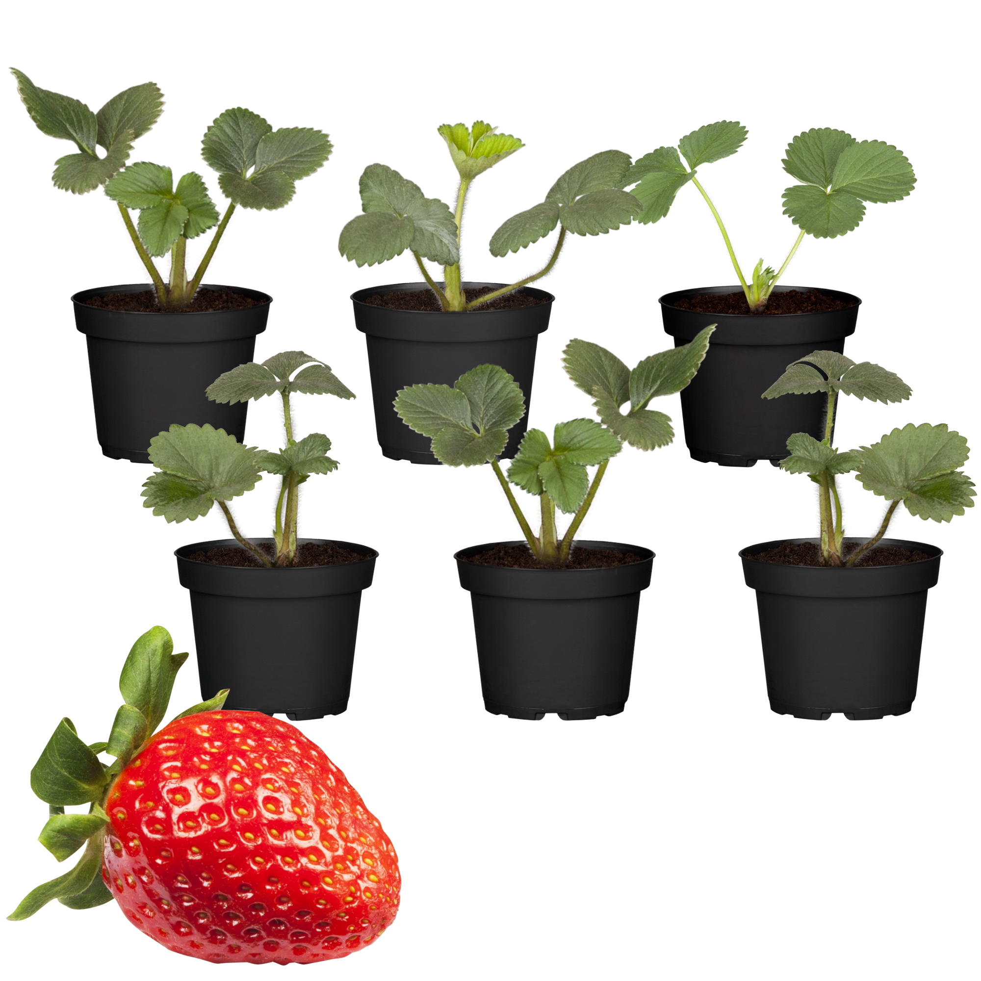 Erdbeere Mix 9 cm Topf, 6er-Set + product picture