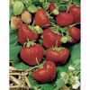 Erdbeere 'Elsanta' 9 cm Topf, 6er-Set