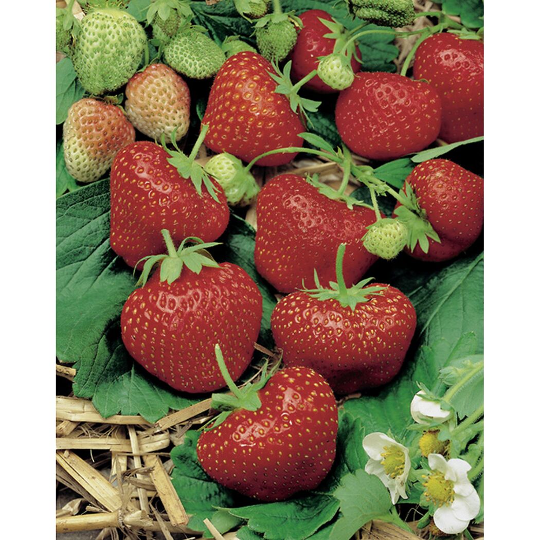 Erdbeere 'Elsanta' 9 cm Topf, 6er-Set