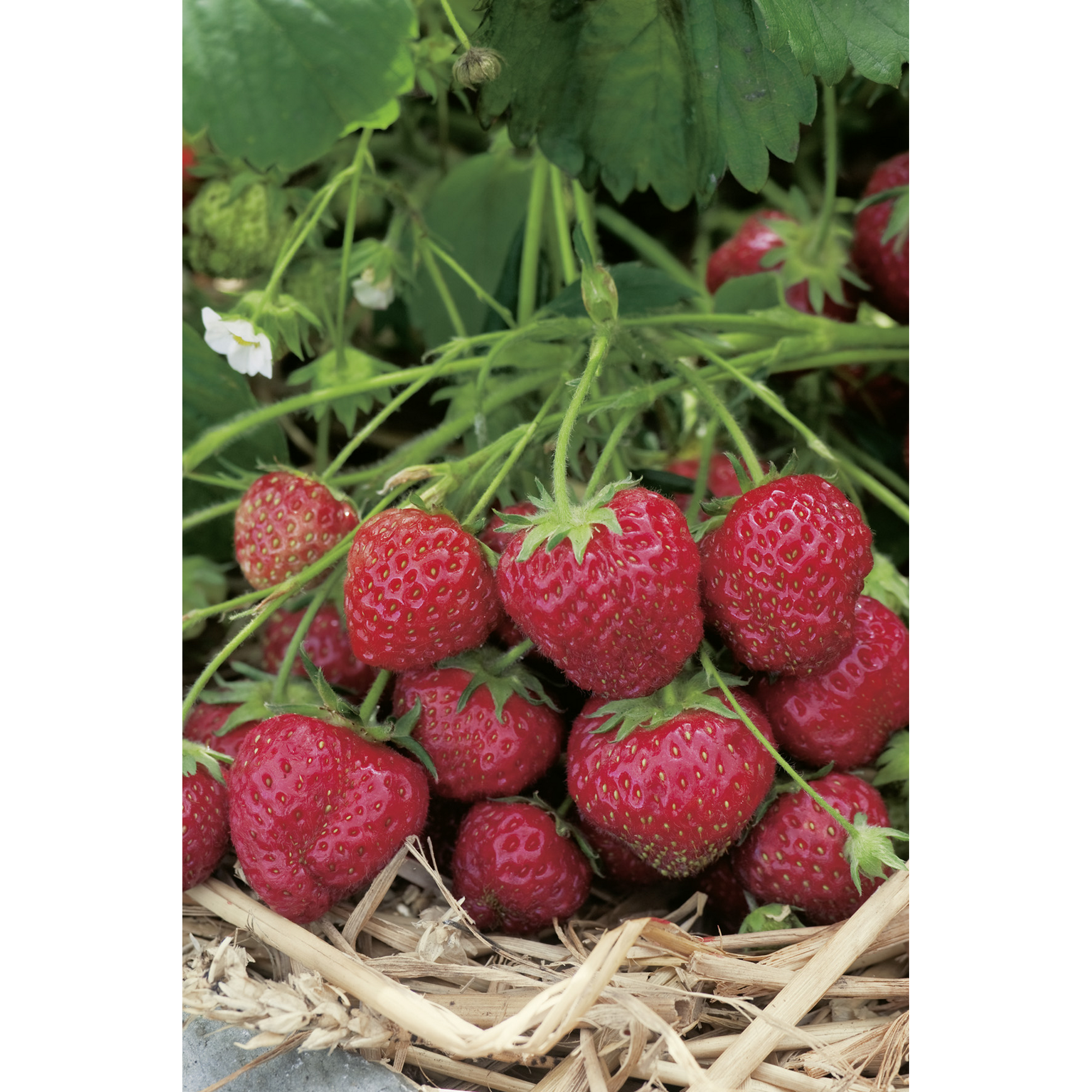Erdbeere 'Senga Sengana' 9 cm Topf, 6er-Set + product picture