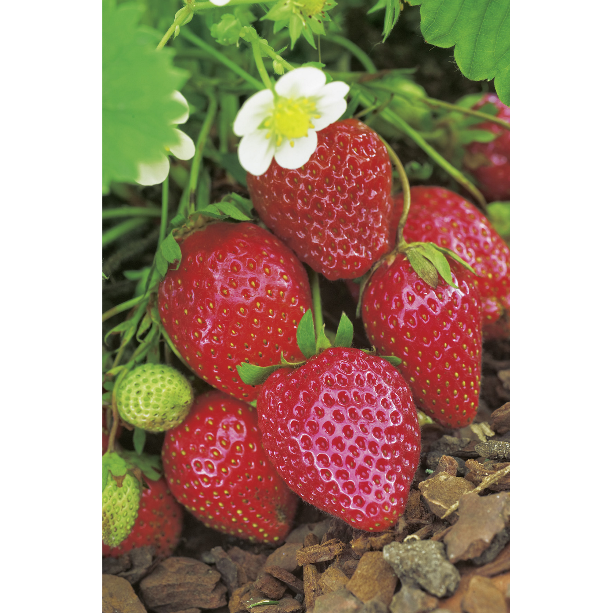 Erdbeere 'Ostara' 9 cm Topf, 6er-Set + product picture