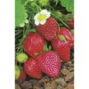 Reife und unreife Erdbeeren an der Pflanze