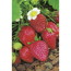 Verkleinertes Bild von Erdbeere 'Ostara' 9 cm Topf, 6er-Set