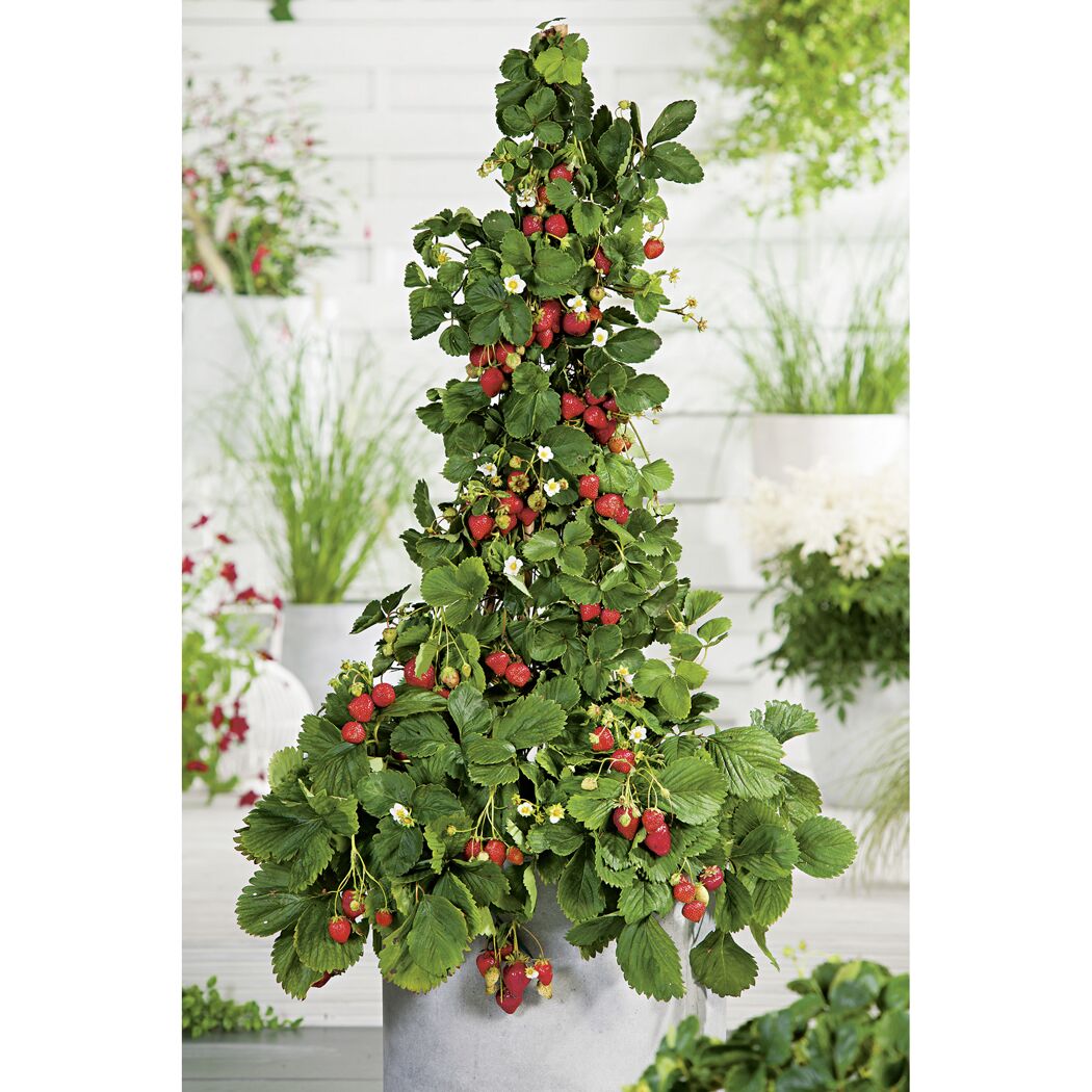 Erdbeerpflanze mit roten Erdbeeren und weißen Blüten