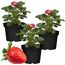 Erdbeere 'Toscana' 11 cm Topf 3er-Set