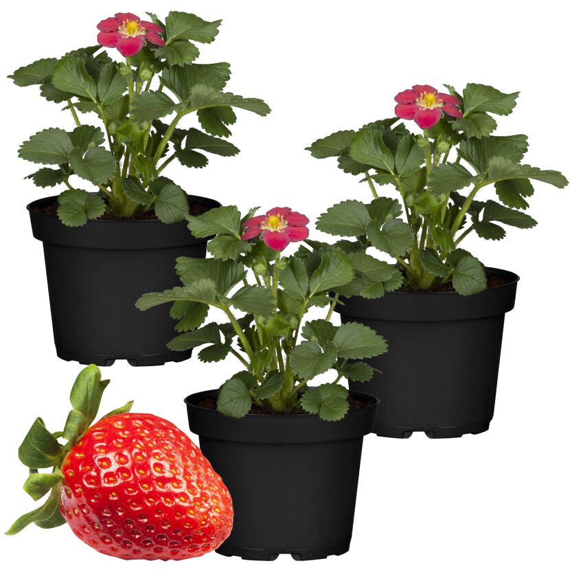 Erdbeere 'Toscana' 11 cm Topf 3er-Set