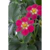 Erdbeere 'Toscana' 11 cm Topf 3er-Set