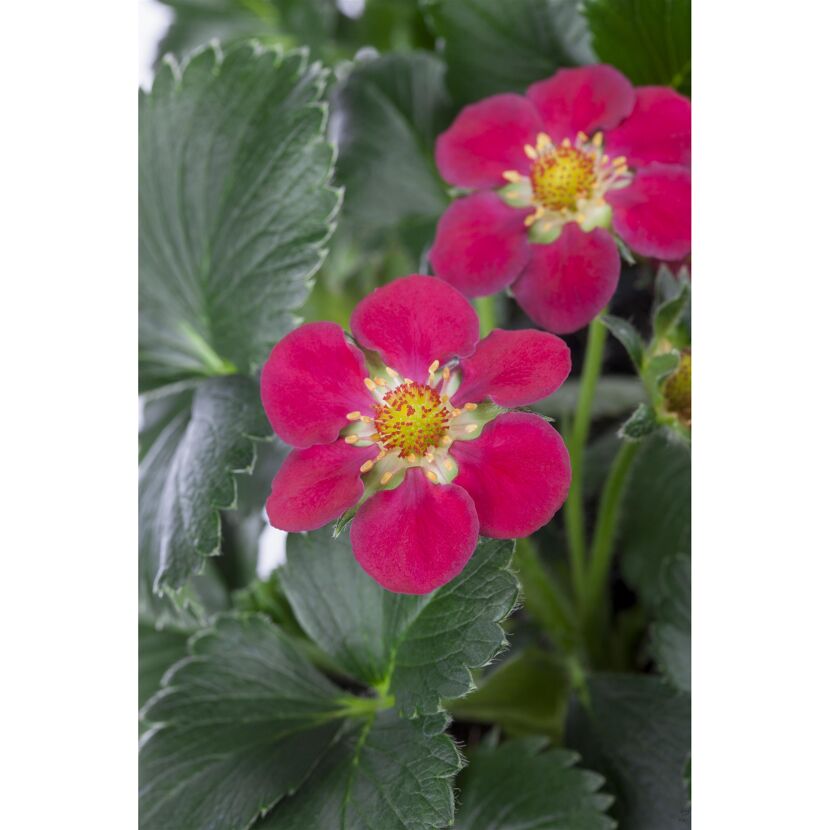 Erdbeere 'Toscana' 11 cm Topf 3er-Set