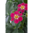 Verkleinertes Bild von Erdbeere 'Toscana' 11 cm Topf 3er-Set