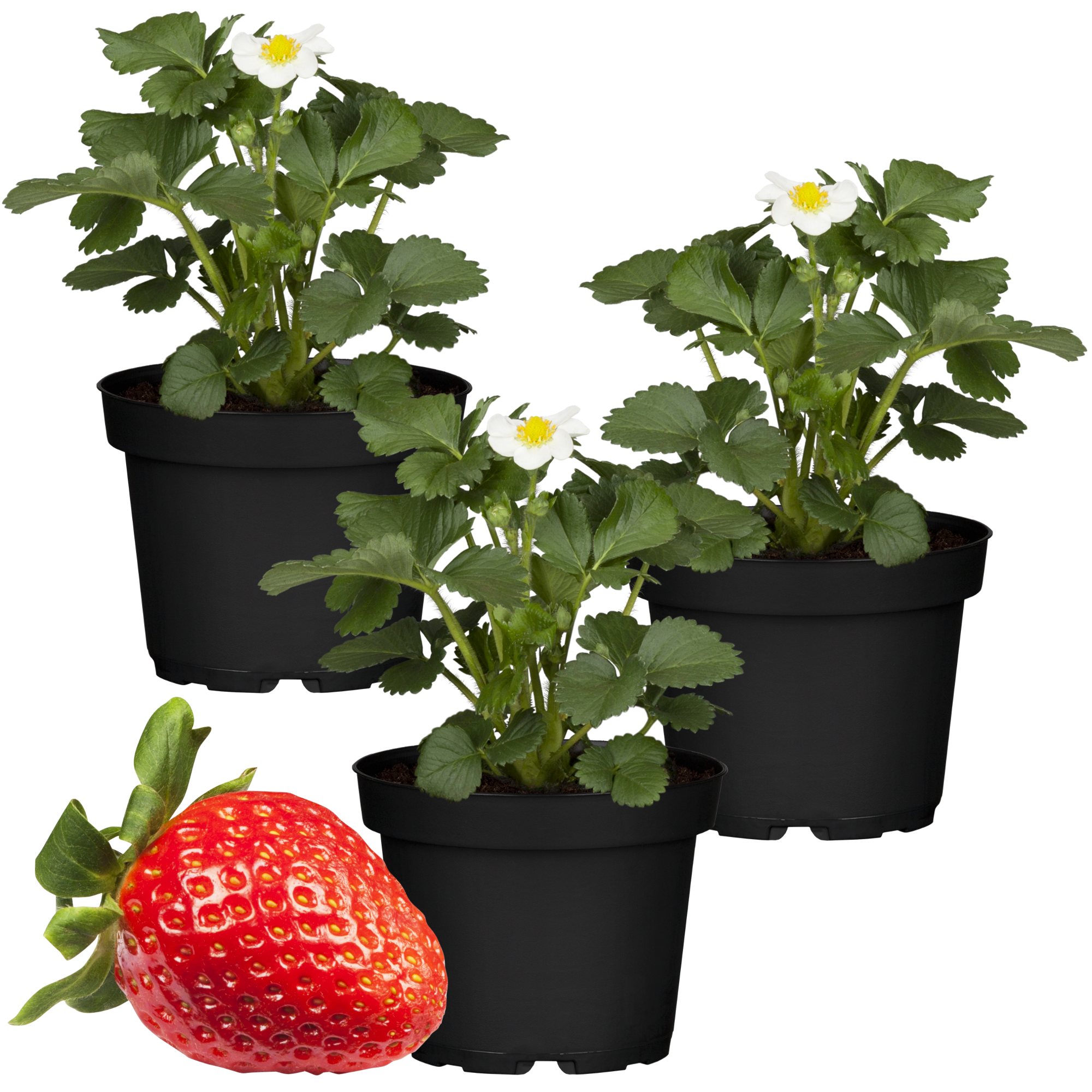 Erdbeere 'Elan' 11 cm Topf 3er-Set + product picture