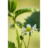 Erdbeere 'Elan' 11 cm Topf 3er-Set