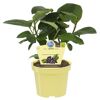 Bio-Aronia 'Viking' 12 cm Topf