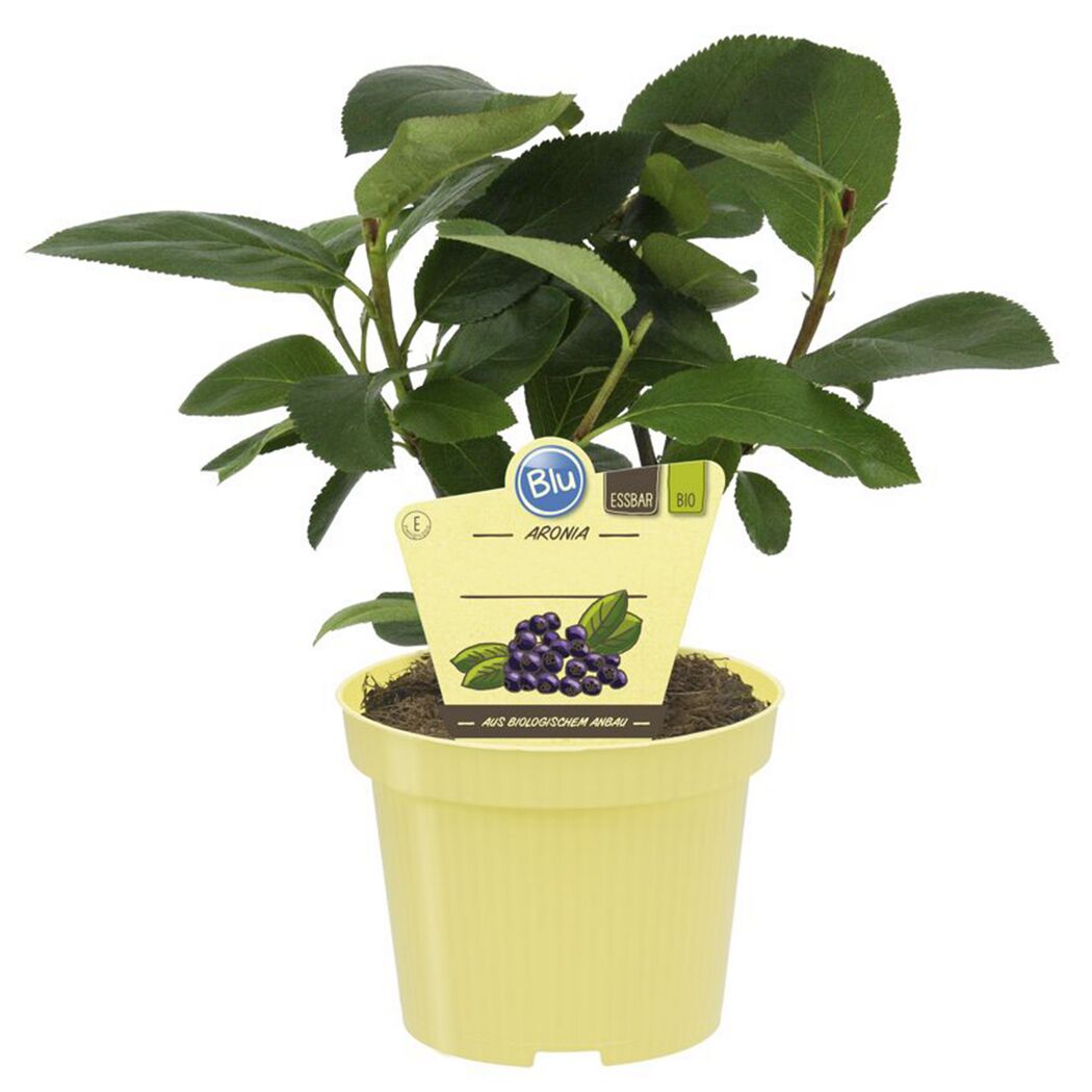 Bio-Aronia 'Viking' 12 cm Topf