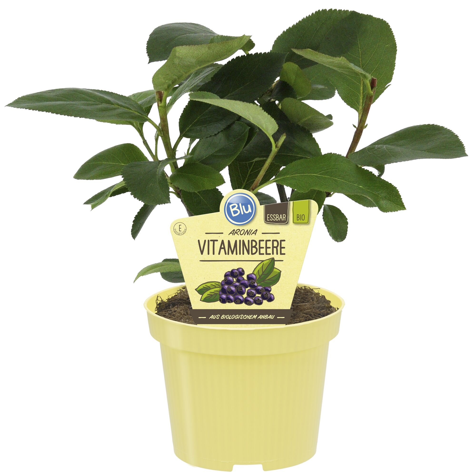 Bio Aronia Vitaminbeere im Topf