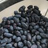 Bio-Aronia 'Viking' 12 cm Topf