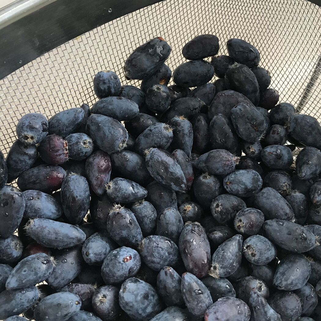 Bio-Aronia 'Viking' 12 cm Topf