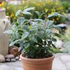 Bio-Aronia 'Viking' 12 cm Topf