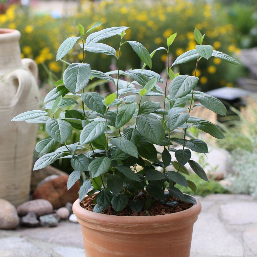 Bio-Aronia 'Viking' 12 cm Topf