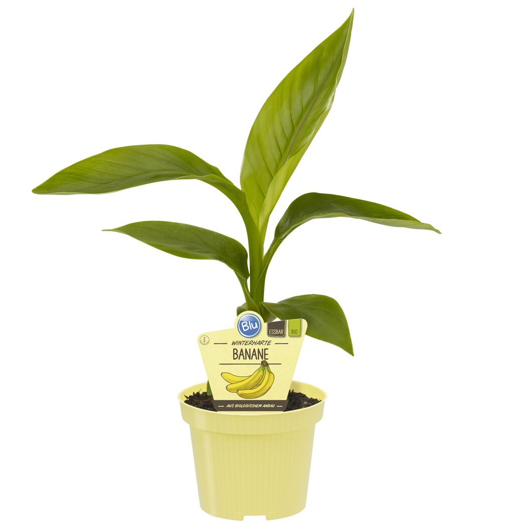 Winterharte Bananenpflanze im Topf