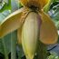 Bananenblüte mit gelben Blütenblättern und grünen Bananen