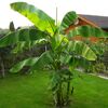 Eine Bananenpflanze im Garten.