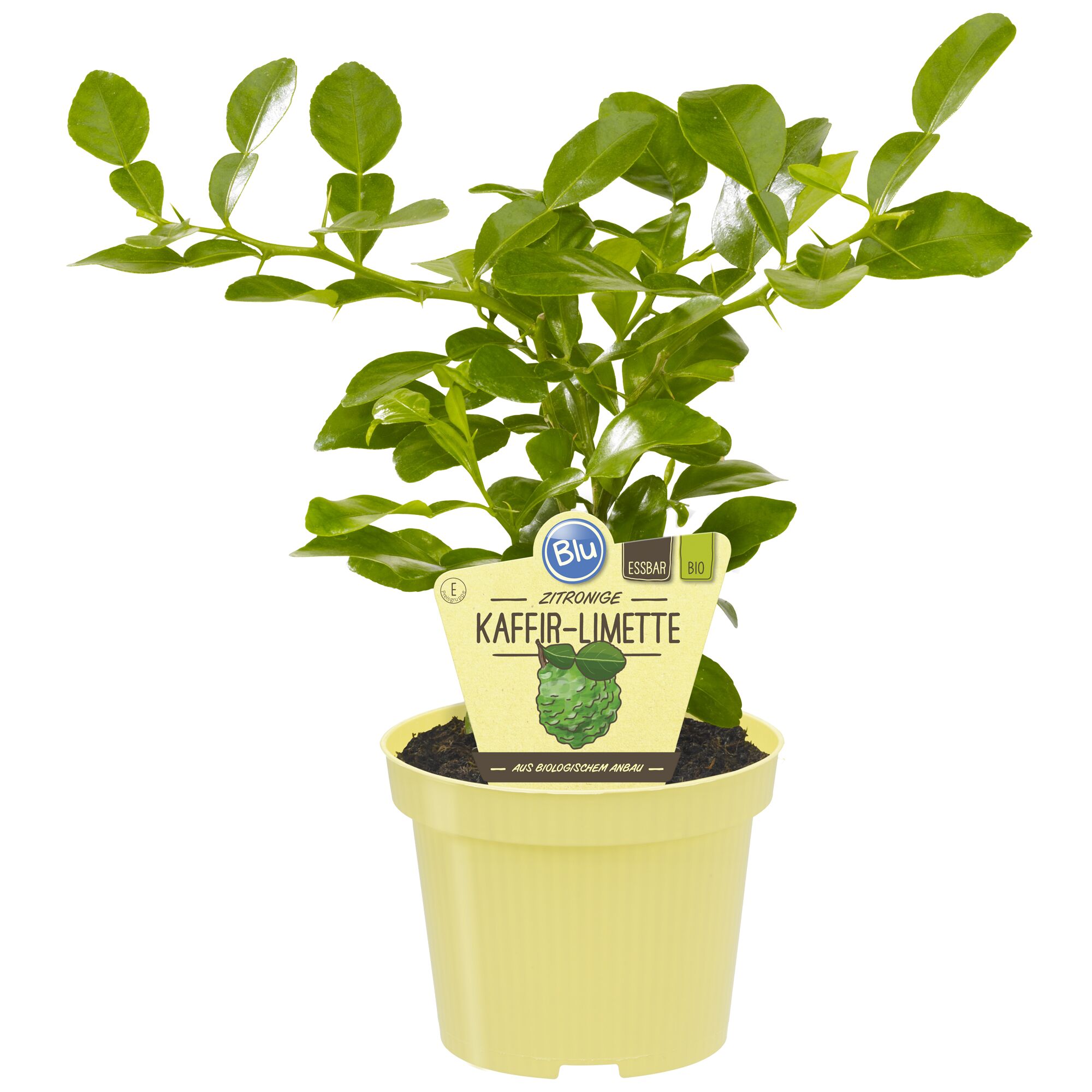 Kaffir-Limette in einem Topf