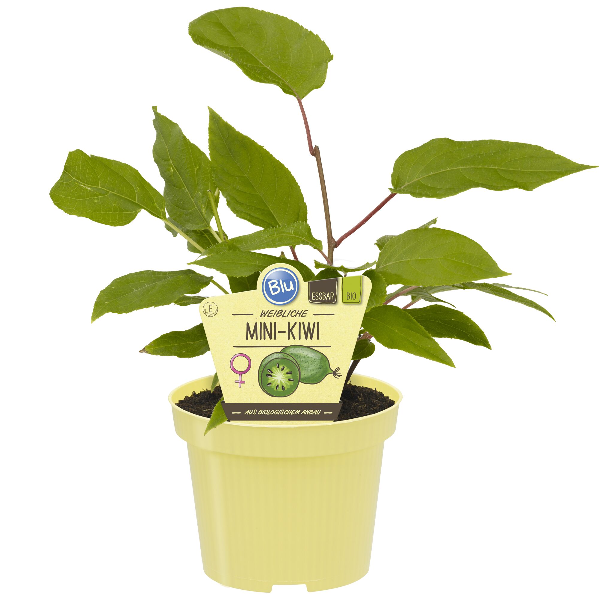 Weibliche Mini-Kiwi Pflanze im Topf