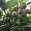 Kiwis an einem Kiwi-Strauch.