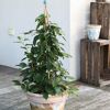 Bio Mini Kiwi Pflanze im Topf