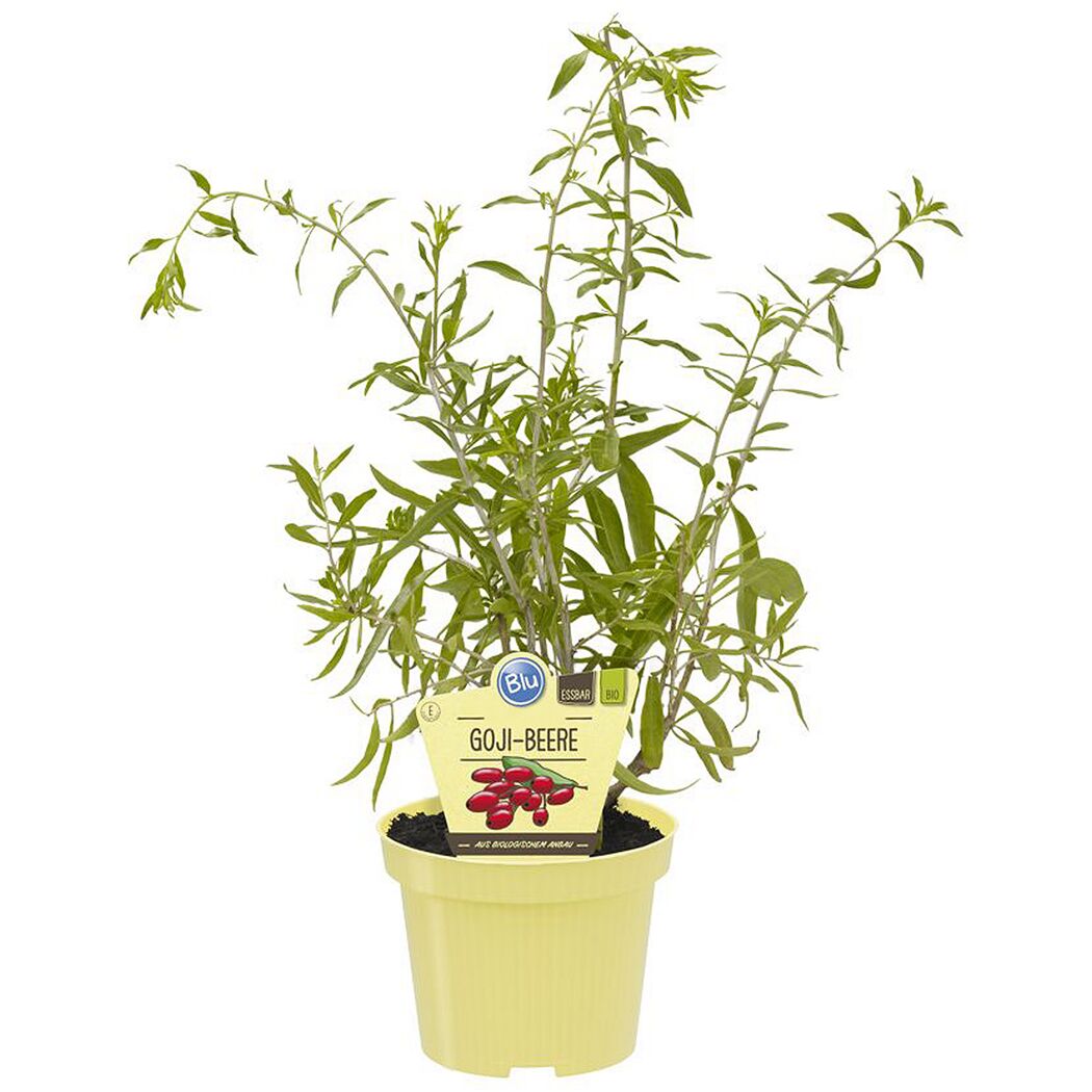 Bio-Goji-Beere 12 cm Topf