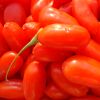 Bio-Goji-Beere 12 cm Topf