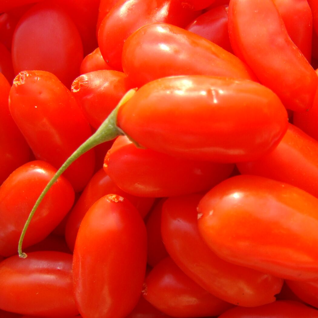 Bio-Goji-Beere 12 cm Topf