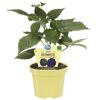 Bio Zwerg Brombeere im Topf