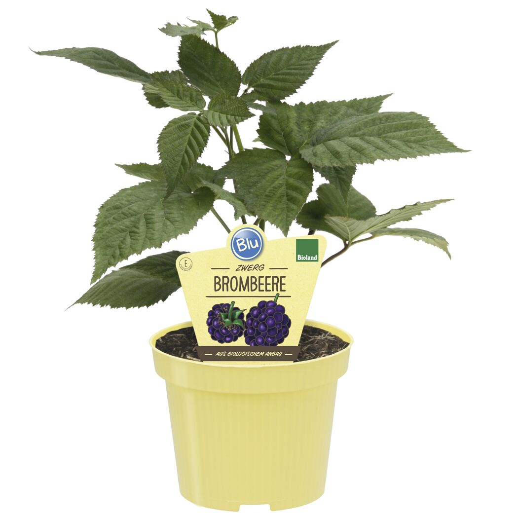 Bio Zwerg Brombeere im Topf