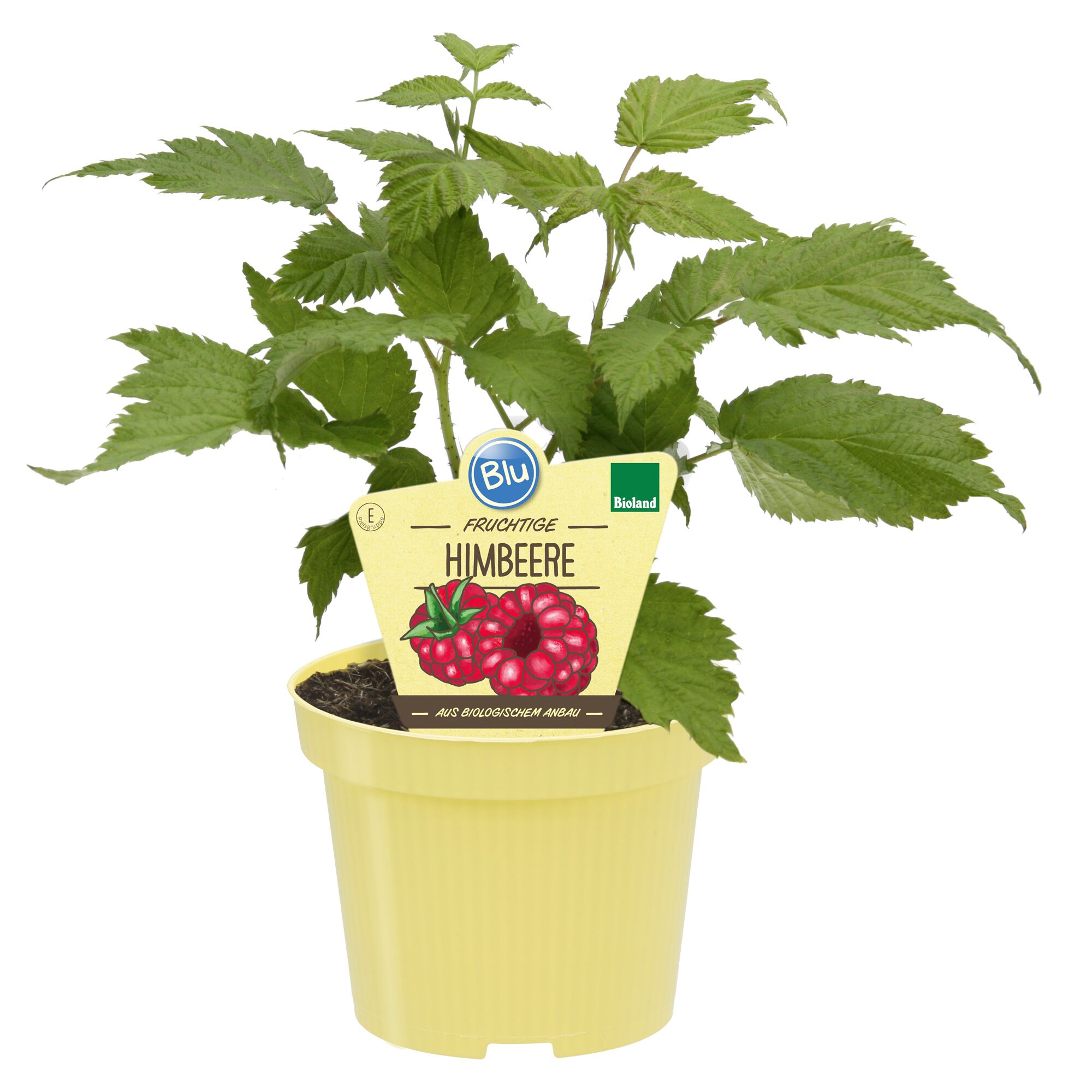 Bio-Himbeerpflanze im Topf