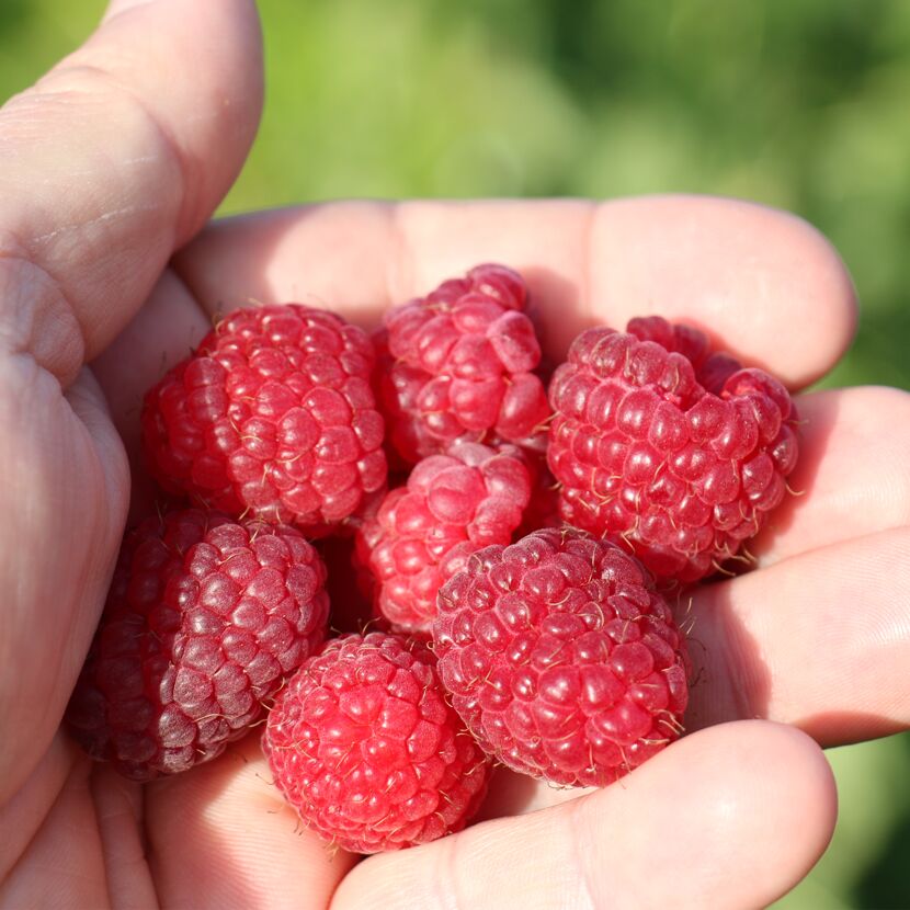 Eine Handvoll reifer Himbeeren.