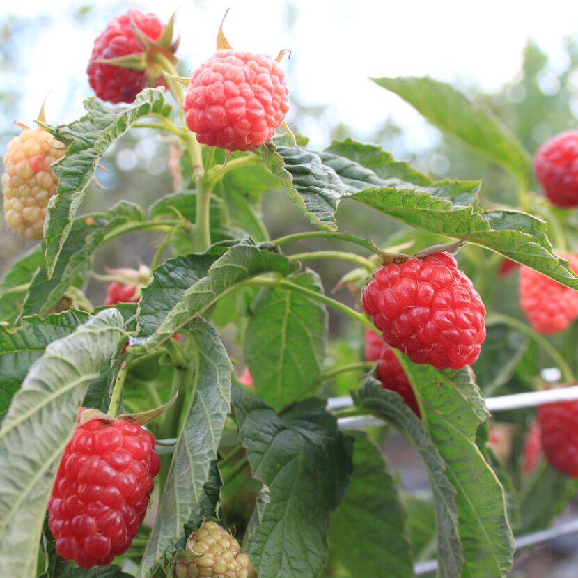 Reife und unreife Himbeeren an einem Strauch.