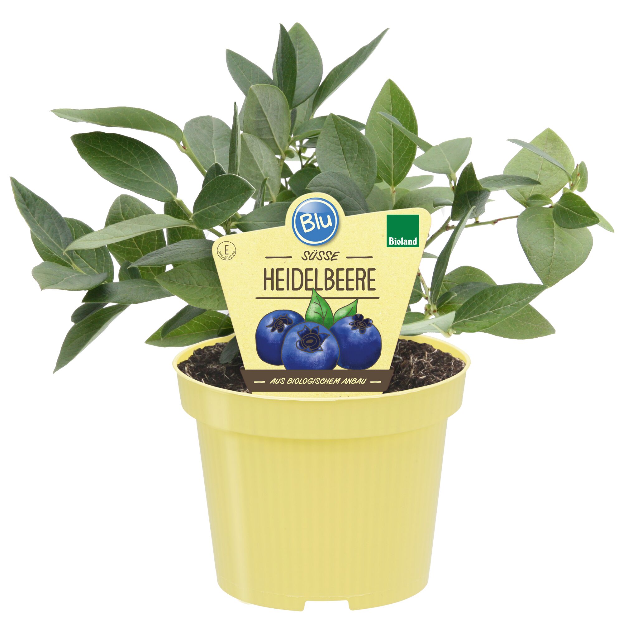 Süße Heidelbeere im Topf