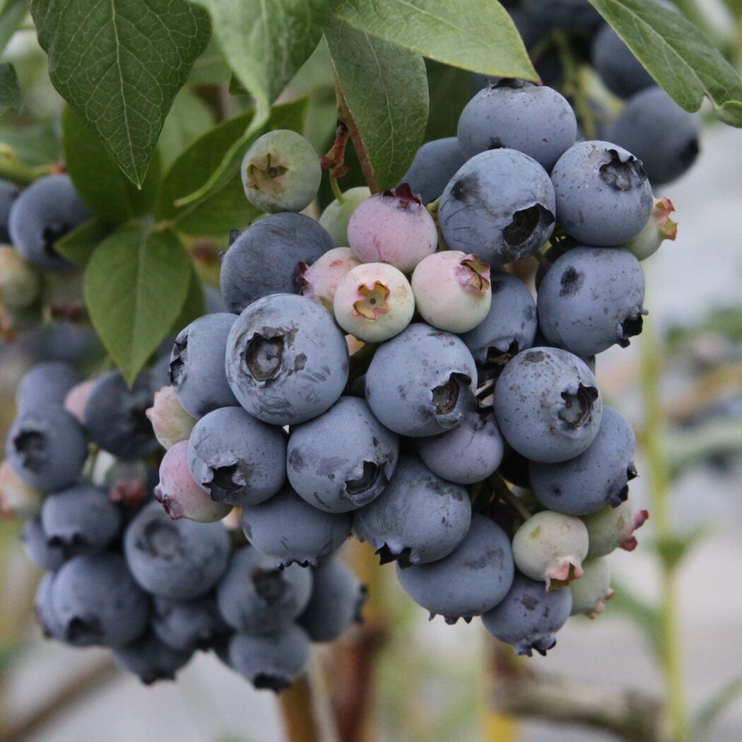Blaue Heidelbeeren am Strauch