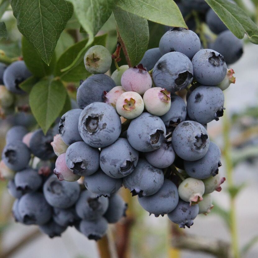 Blaue Heidelbeeren am Strauch