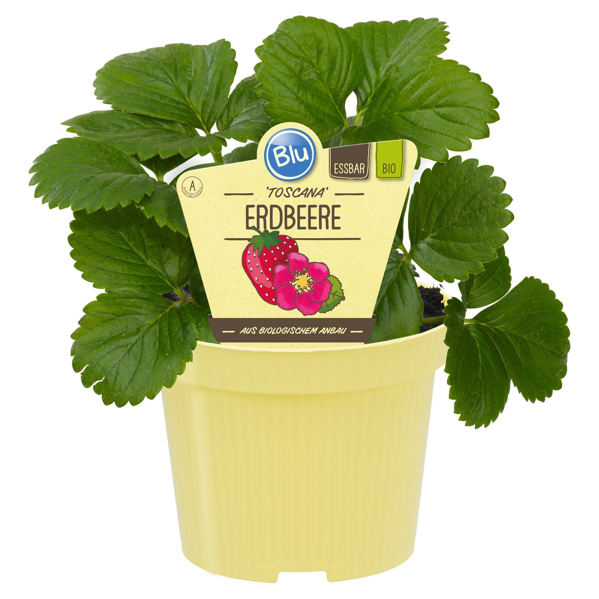 Bio-Erdbeere 'Toscana' im Ampeltopf Ø 27 cm + product picture