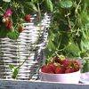 Erdbeeren in einer Schale und im Topf