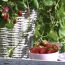 Erdbeeren in einer Schale und im Topf