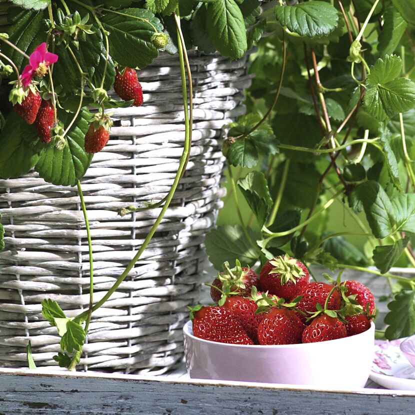Erdbeeren in einer Schale und im Topf