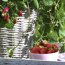 Verkleinertes Bild von Bio-Erdbeere 'Toscana' im Ampeltopf Ø 27 cm