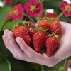 Eine Hand hält frisch geerntete Erdbeeren.