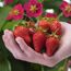 Eine Hand hält frisch geerntete Erdbeeren.
