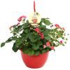 Erdbeerpflanze mit rosa Blüten im roten Topf